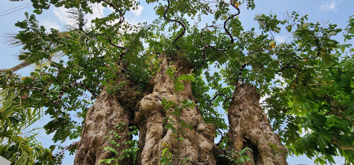 9X Đắk Lắk theo "nghề cầm kéo" có khu vườn "đa quốc tịch" la liệt cây khế cổ thụ hơn 200 tuổi- Ảnh 2.