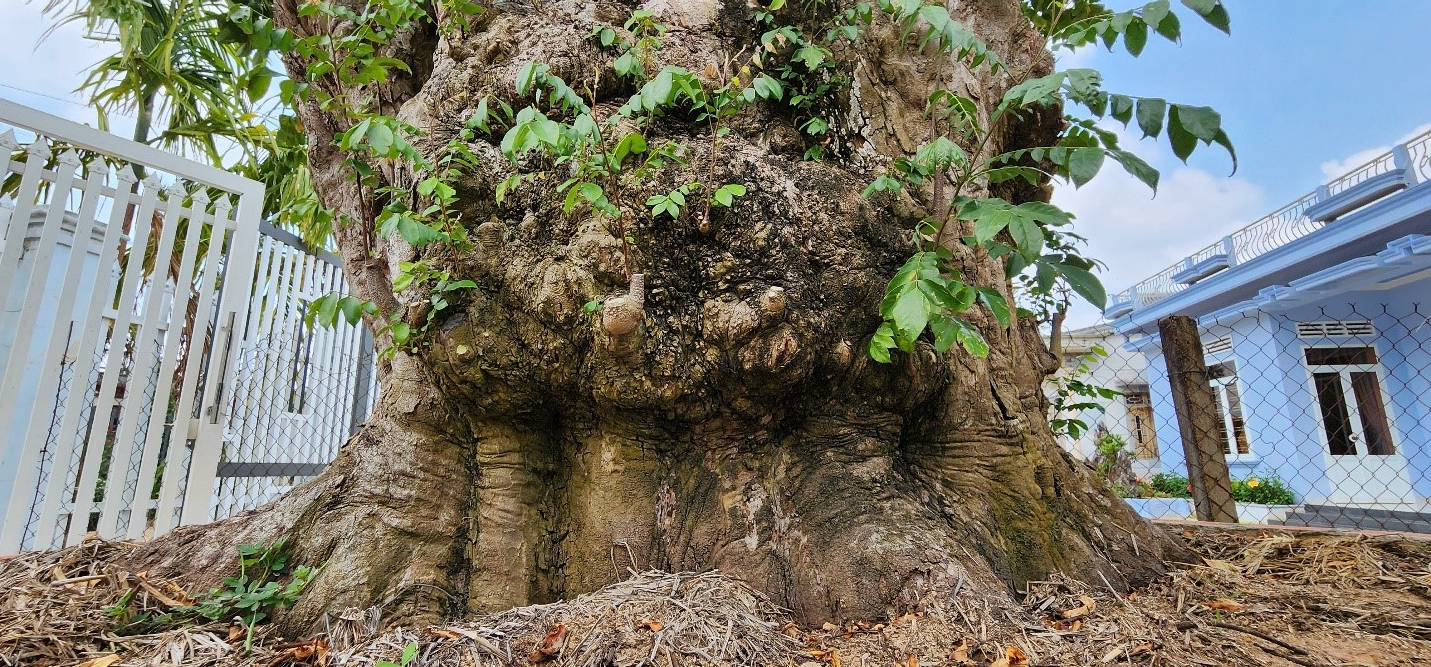 9X Đắk Lắk theo "nghề cầm kéo" có khu vườn "đa quốc tịch" la liệt cây khế cổ thụ hơn 200 tuổi- Ảnh 10.