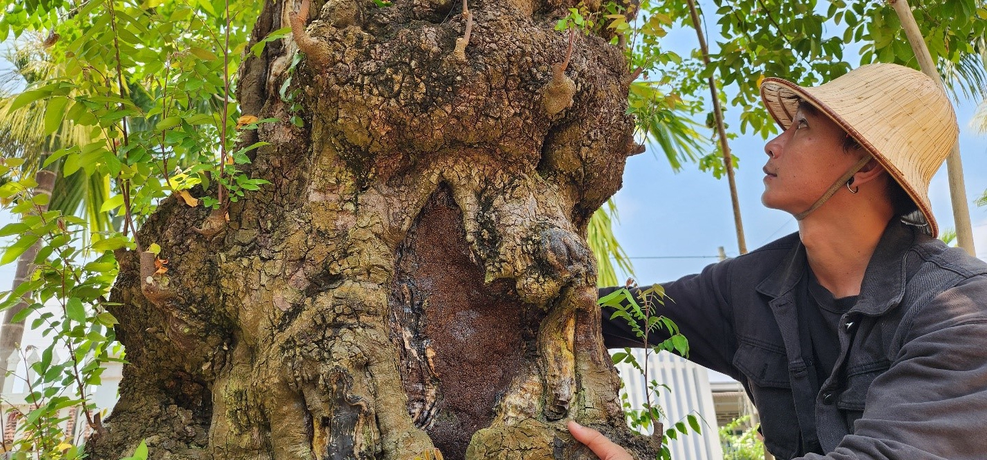 9X Đắk Lắk theo "nghề cầm kéo" có khu vườn "đa quốc tịch" la liệt cây khế cổ thụ hơn 200 tuổi- Ảnh 12.