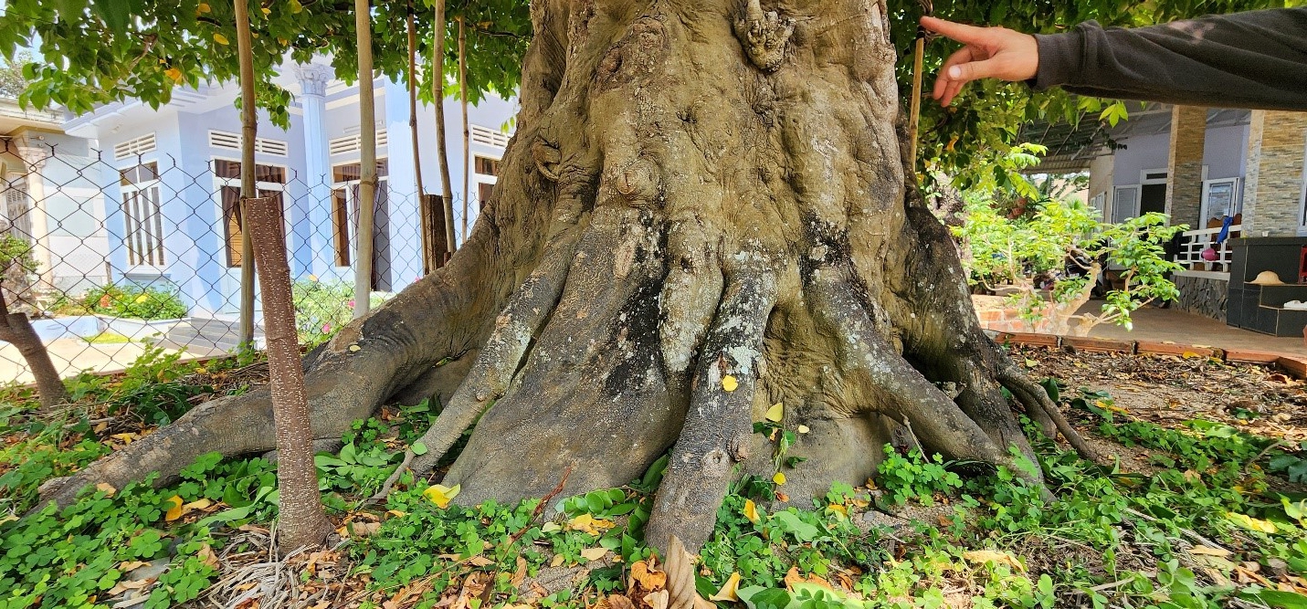 9X Đắk Lắk theo "nghề cầm kéo" có khu vườn "đa quốc tịch" la liệt cây khế cổ thụ hơn 200 tuổi- Ảnh 4.