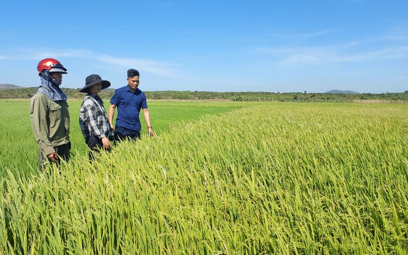 Ở một huyện của Gia Lai có loại gạo la Lâu, vừa rồi giá lúa khô tăng tốt, dân "thu nhập khỏe" hơn- Ảnh 2.