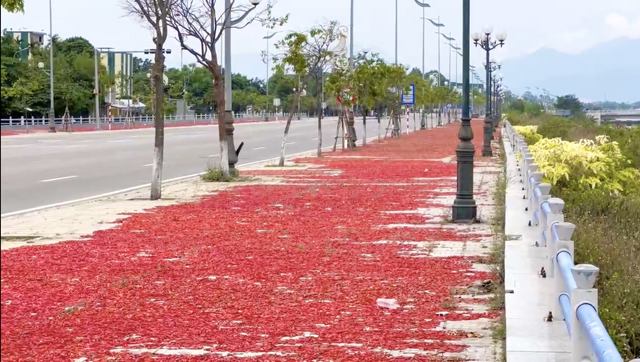 Đường ngàn tỷ đẹp nhất, nhì tỉnh Quảng Ngãi đỏ “lừ” vì ớt - Ảnh 12.