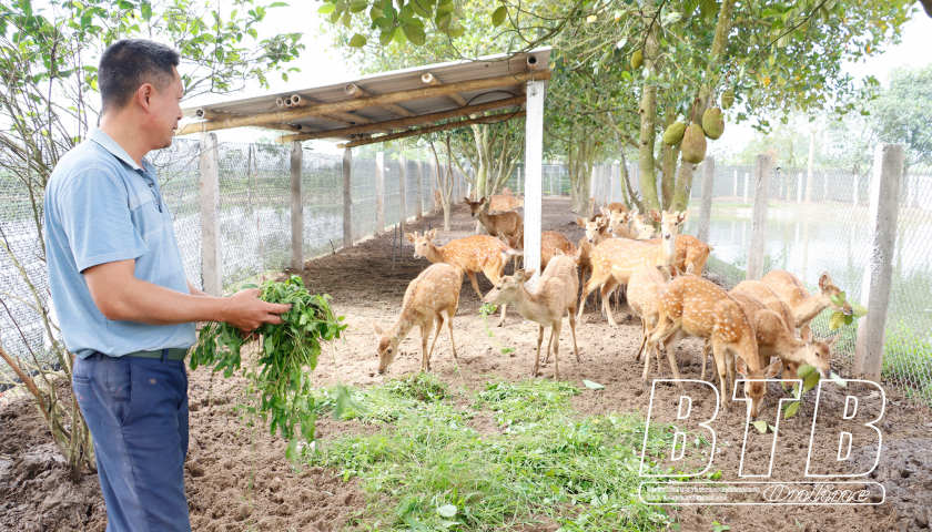 Trên cánh đồng hoang, anh nông dân Thái Bình lập trang trại nuôi đủ thứ con đặc sản, thu nửa tỷ/năm- Ảnh 2.