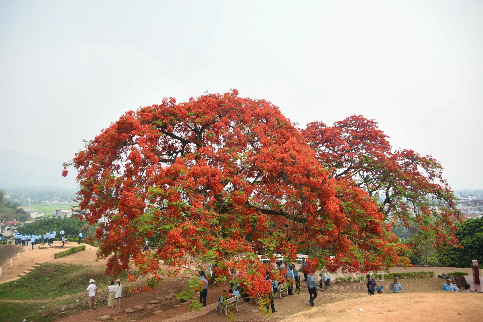 Ngắm hoa phượng 