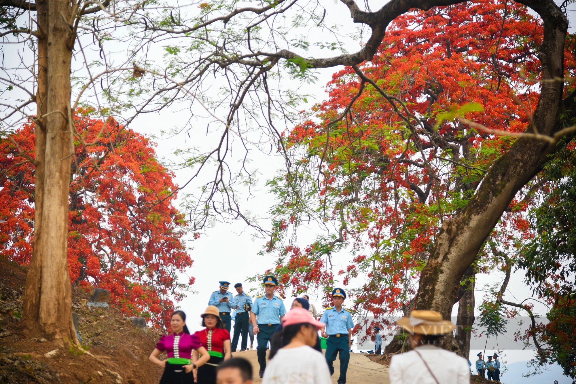 Ngắm hoa phượng 