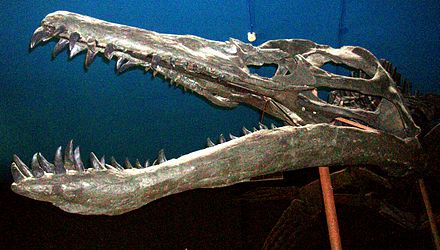 10 quái vật ăn thịt kinh hoàng nhất lịch sử Trái Đất: Số 1 là nỗi kinh hoàng đại dương- Ảnh 22.