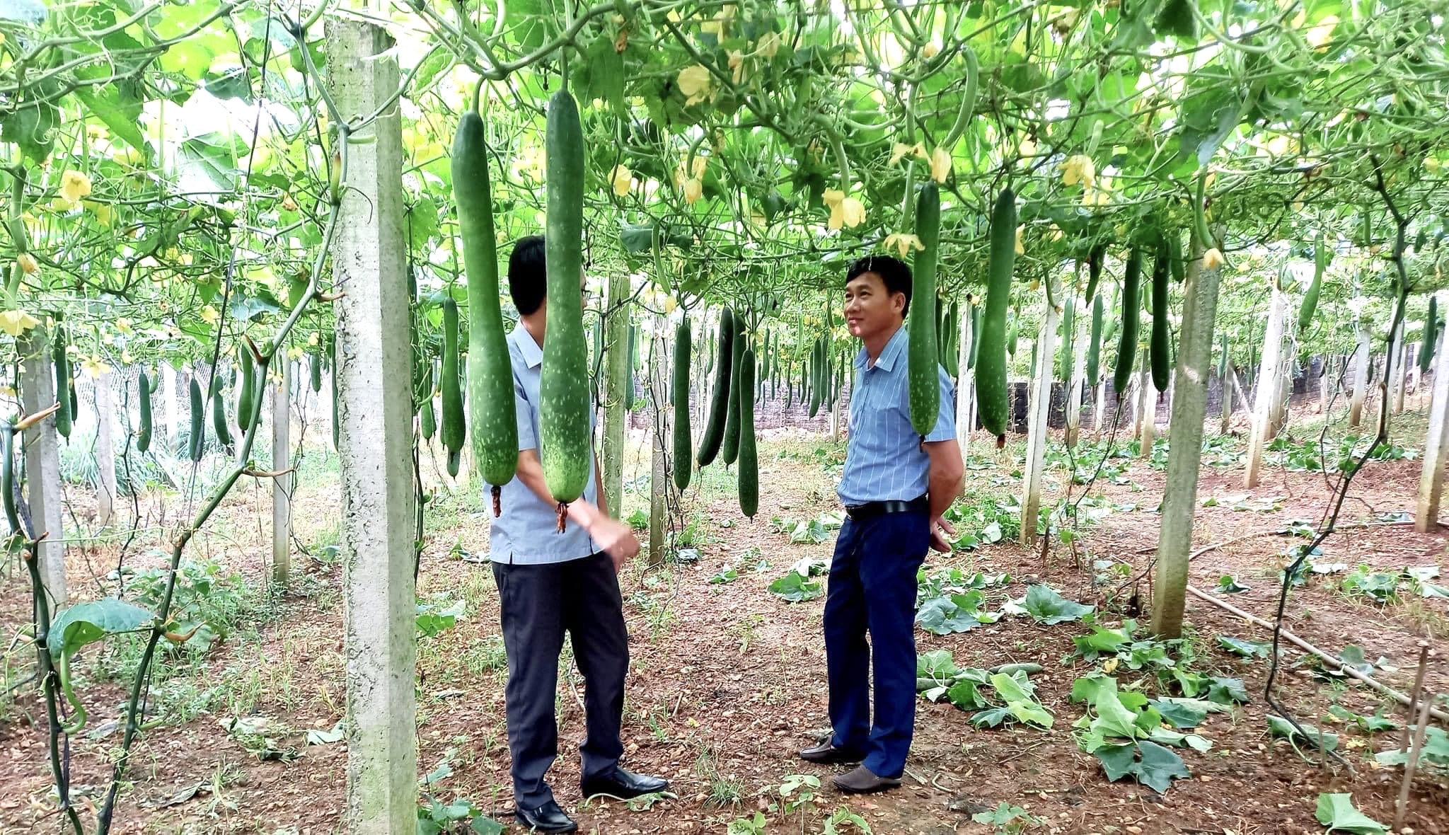 Ở một nơi của Hà Giang, dân trồng bí xanh, trồng su su kiểu gì mà thả trái đếm vội chả xuể, thu nhập tăng- Ảnh 2.