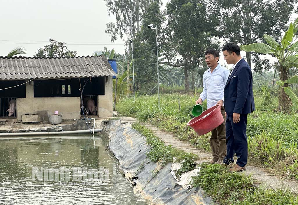  Nuôi dày đặc loại cá đồng ngon, anh nông dân Ninh Bình bắt hàng tấn, bán 50.000 đồng/kg- Ảnh 1.