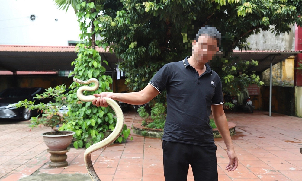 Vận chuyển trái phép 3 con rắn ráo trâu, là động vật hoang dã quý hiếm, một người ở Bắc Giang bị phạt 6 triệu- Ảnh 1.