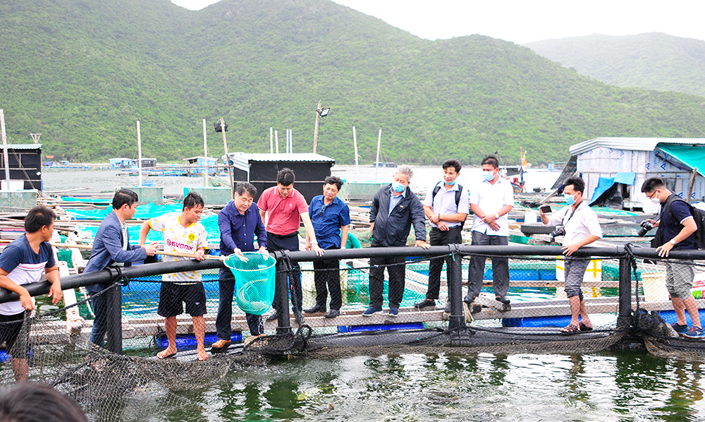 Đưa Việt Nam trở thành quốc gia có nghề cá phát triển bền vững, hiện đại vào năm 2050- Ảnh 1.