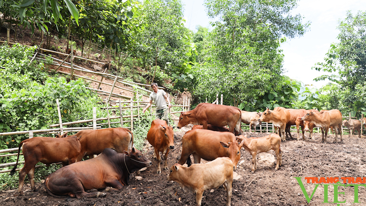 Phát triển chăn nuôi bền vững, từng bước nâng cao thu nhập cho nông dân vùng cao Bắc Yên - Ảnh 3.
