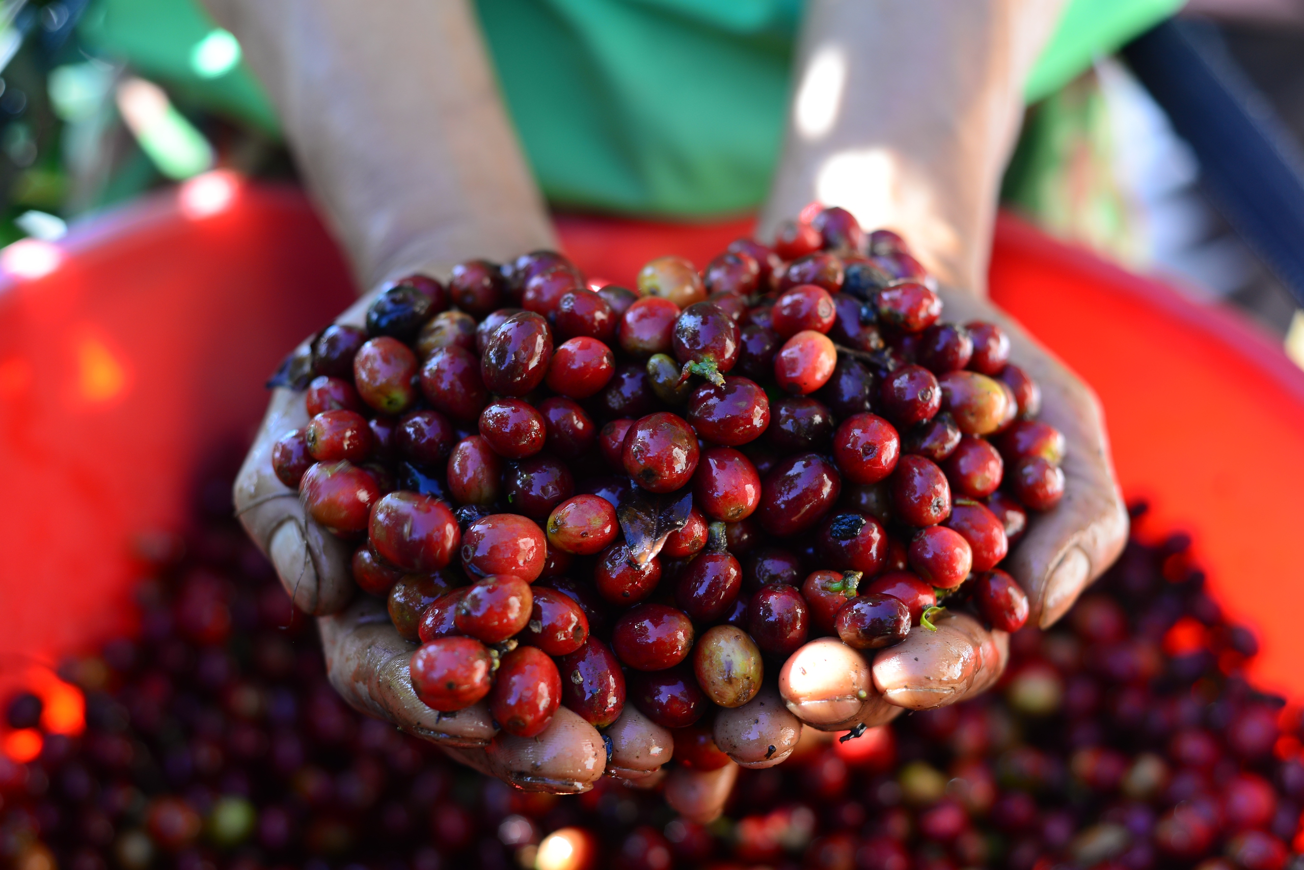 Nông dân một xã ở Lâm Đồng trồng cà phê kiểu gì mà bán nhân được giá hơn 100.000 đồng/kg?- Ảnh 3.