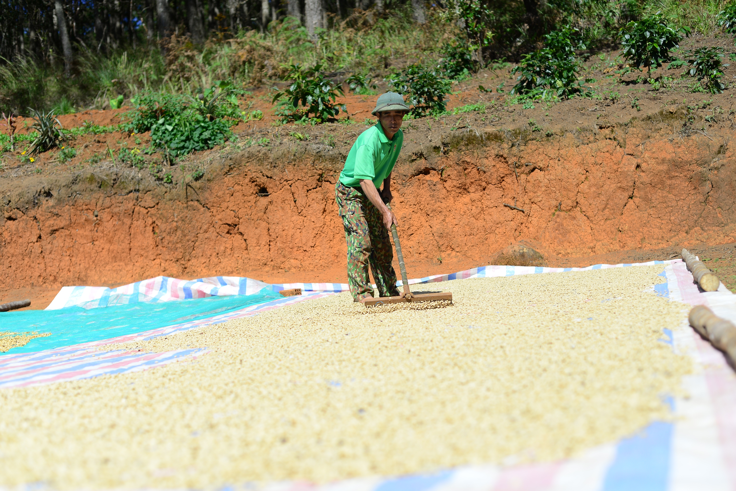 Nông dân một xã ở Lâm Đồng trồng cà phê kiểu gì mà bán nhân được giá hơn 100.000 đồng/kg?- Ảnh 4.