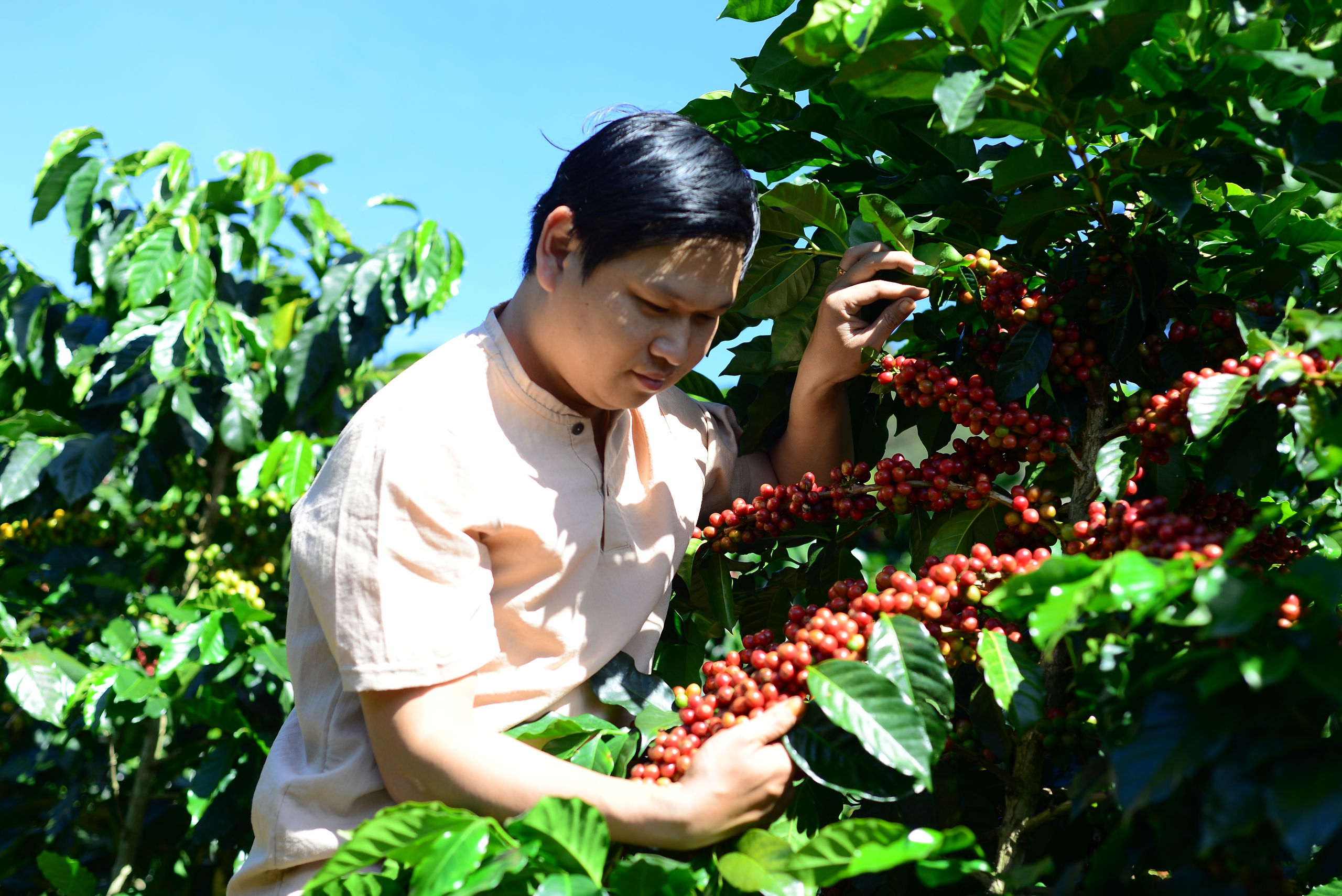 Nông dân một xã ở Lâm Đồng trồng cà phê kiểu gì mà bán nhân được giá hơn 100.000 đồng/kg?- Ảnh 5.