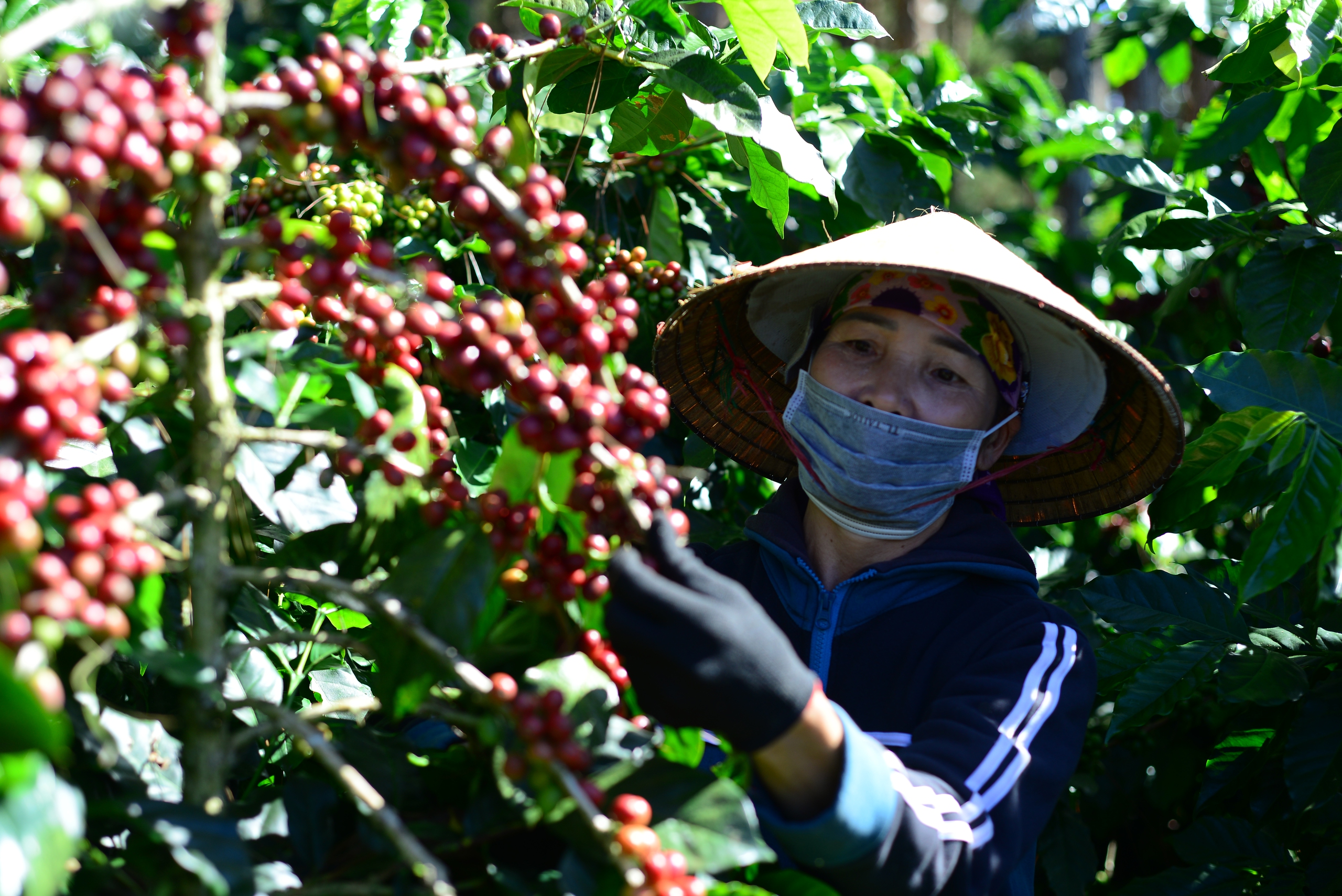 Nông dân một xã ở Lâm Đồng trồng cà phê kiểu gì mà bán nhân được giá hơn 100.000 đồng/kg?- Ảnh 6.