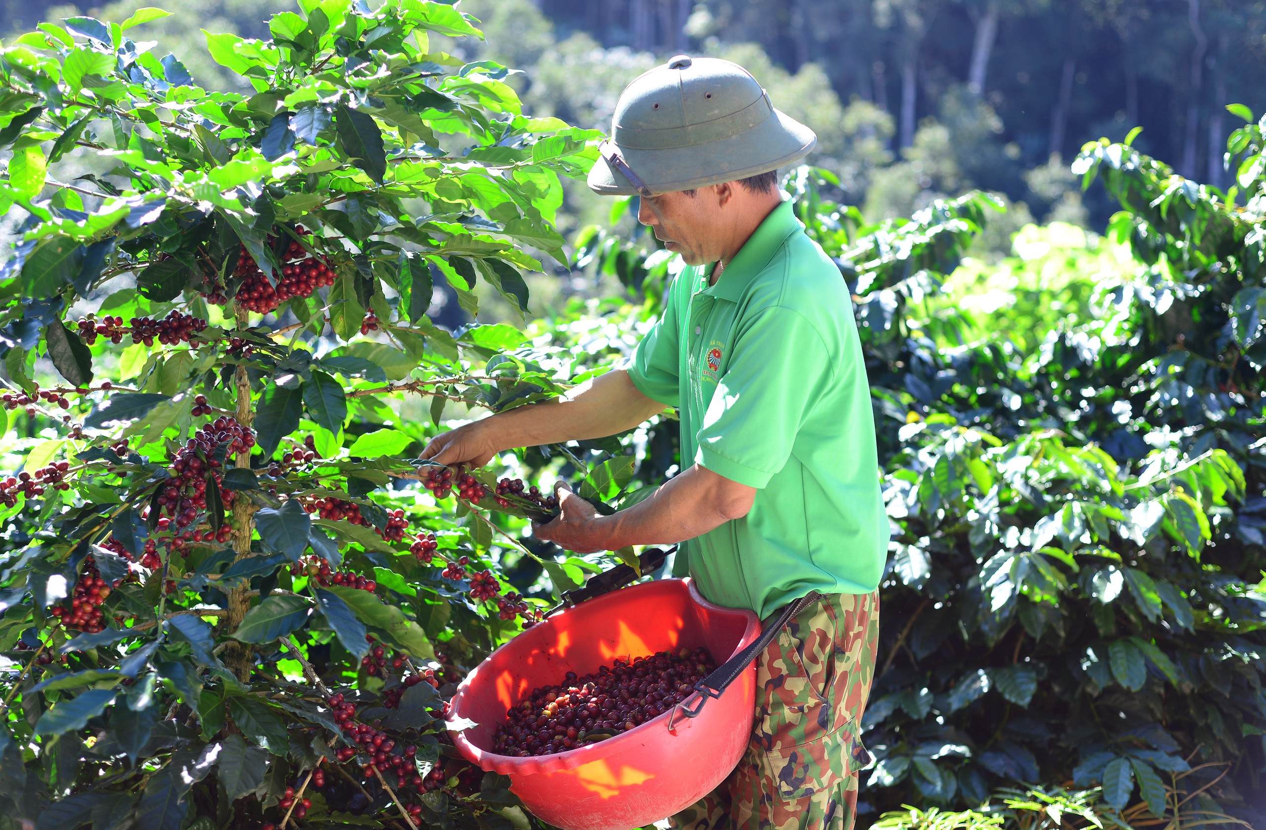 Nông dân một xã ở Lâm Đồng trồng cà phê kiểu gì mà bán nhân được giá hơn 100.000 đồng/kg?- Ảnh 2.