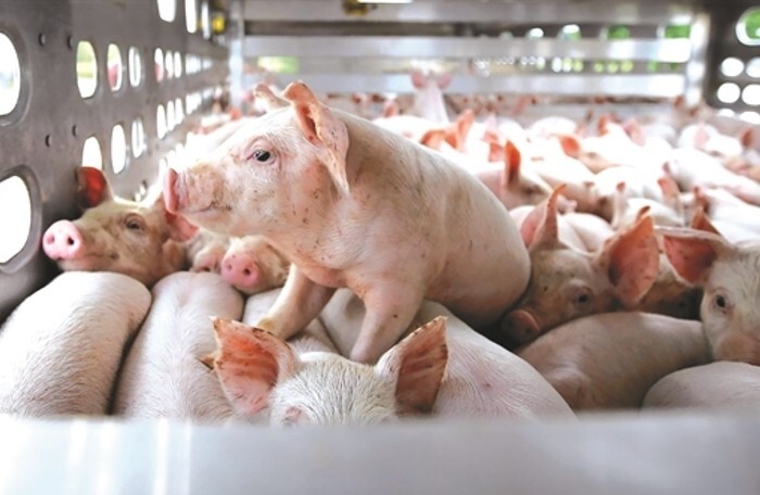 Giá lợn hơi lên 65.000 đồng/kg, lãi 1 triệu đồng/con, công ty Dabaco, BaF có lợi nhuận lớn- Ảnh 1.
