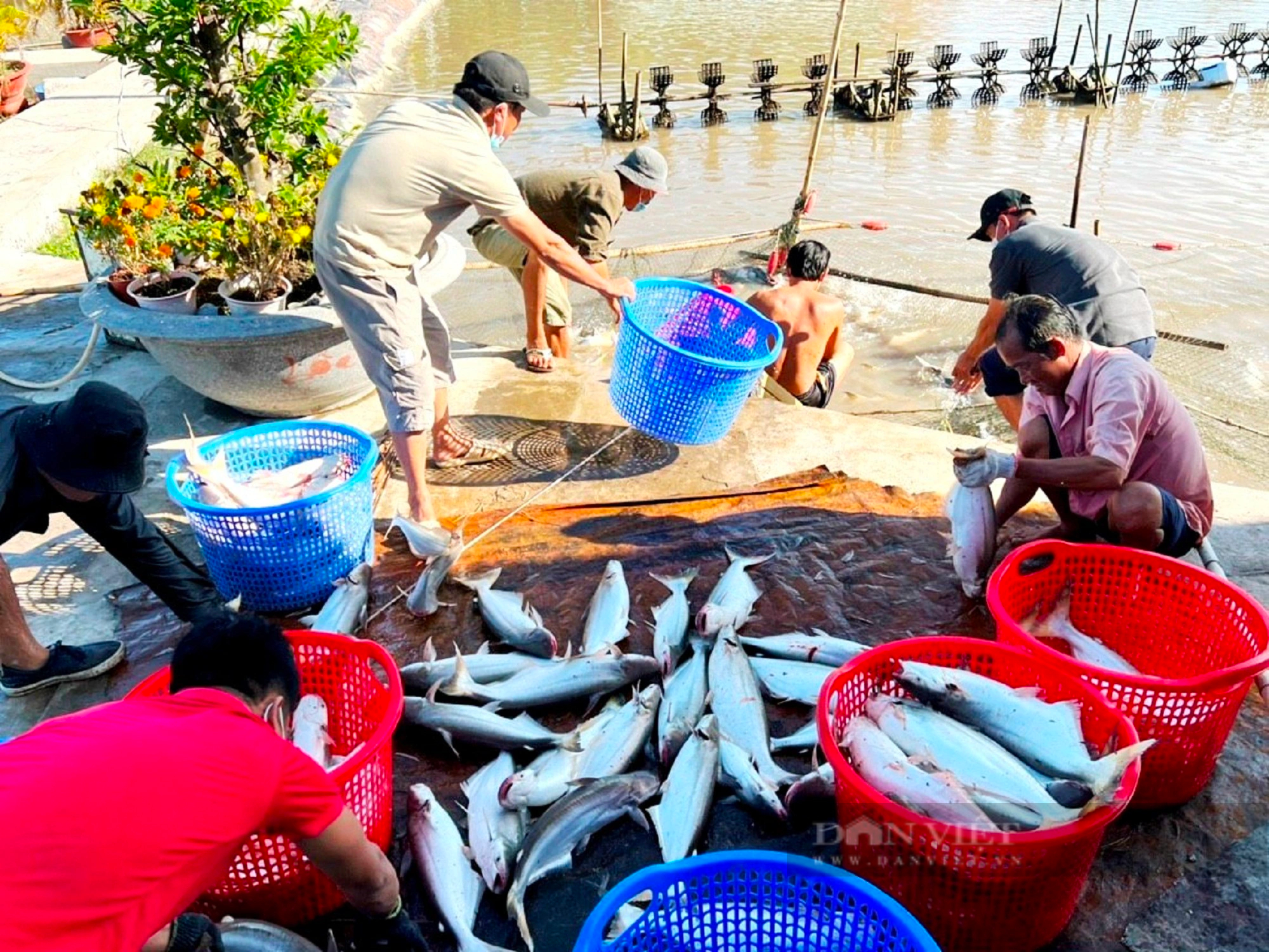 Anh nông dân vùng duyên hải Cần Giờ nuôi cá đặc sản thu 7 tỷ đồng mỗi vụ- Ảnh 3.