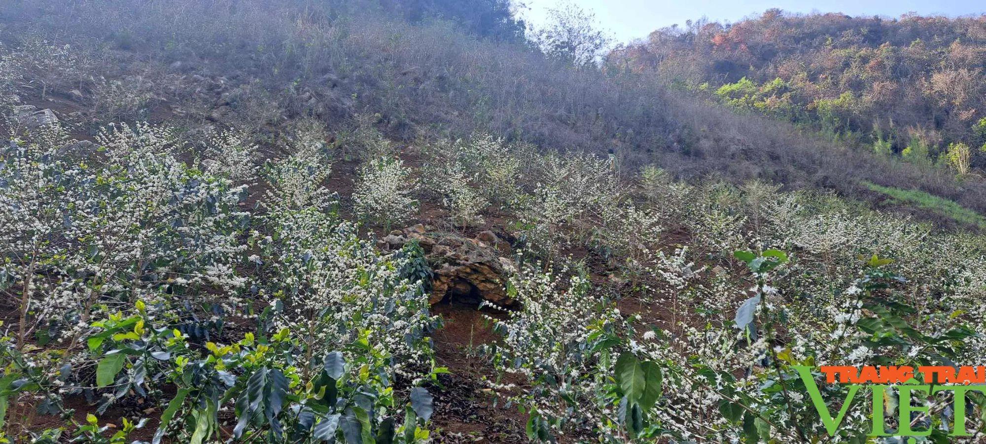 "Mưa vàng" hồi sinh những vườn cà phê tiền tỷ ở Sơn La - Ảnh 3.