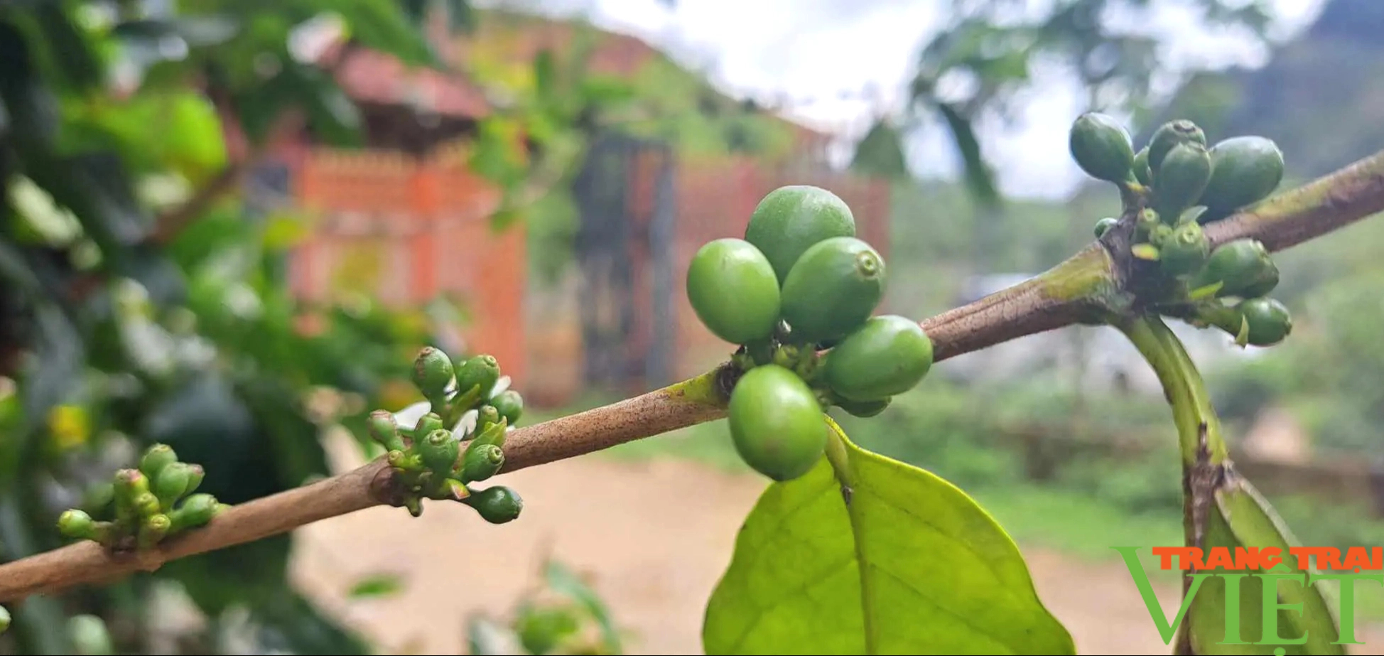 "Mưa vàng" hồi sinh những vườn cà phê tiền tỷ ở Sơn La - Ảnh 5.