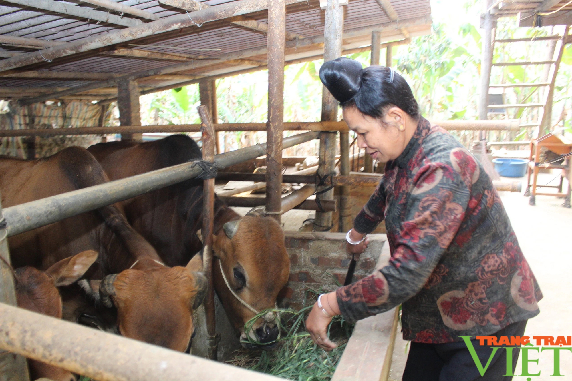 Nông dân Thuận Châu khai thác tiềm năng, lợi thế của địa phương để phát triển kinh tế- Ảnh 1.