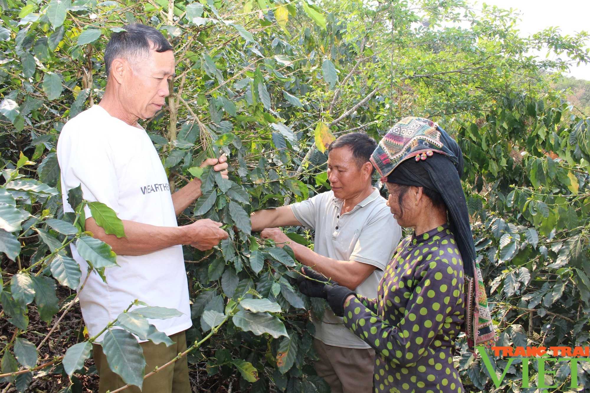 Nông dân Thuận Châu khai thác tiềm năng, lợi thế của địa phương để phát triển kinh tế- Ảnh 3.
