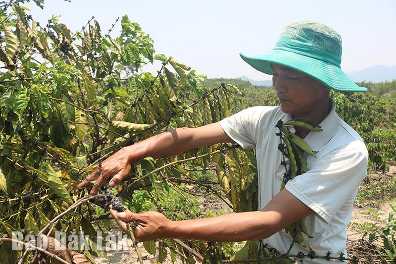 Một loài động vật đang phá hại vườn cà phê ở Đắk Lắk, ngành chức năng, người dân ra sức diệt trừ- Ảnh 2.