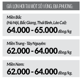 Giá lợn hơi tăng cao ở Việt Nam, nhà nào có lợn bán, nhà đó cầm cục tiền to, có nhà lãi tiền tỷ- Ảnh 2.