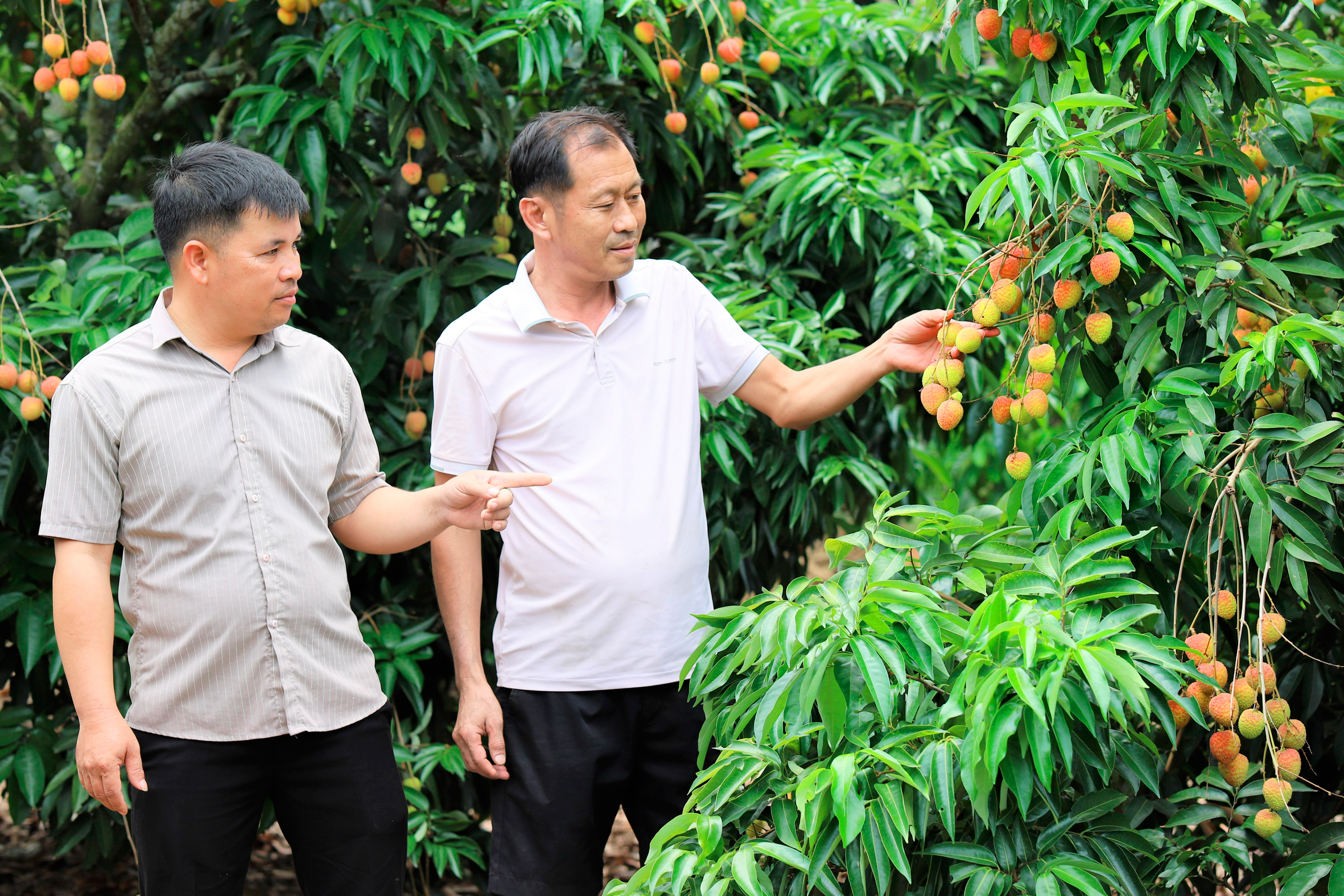 Trồng cây ra loại quả ngon, năng suất giảm 30%, sao nông dân Đắk Lắk vẫn "vui như Tết"?- Ảnh 4.