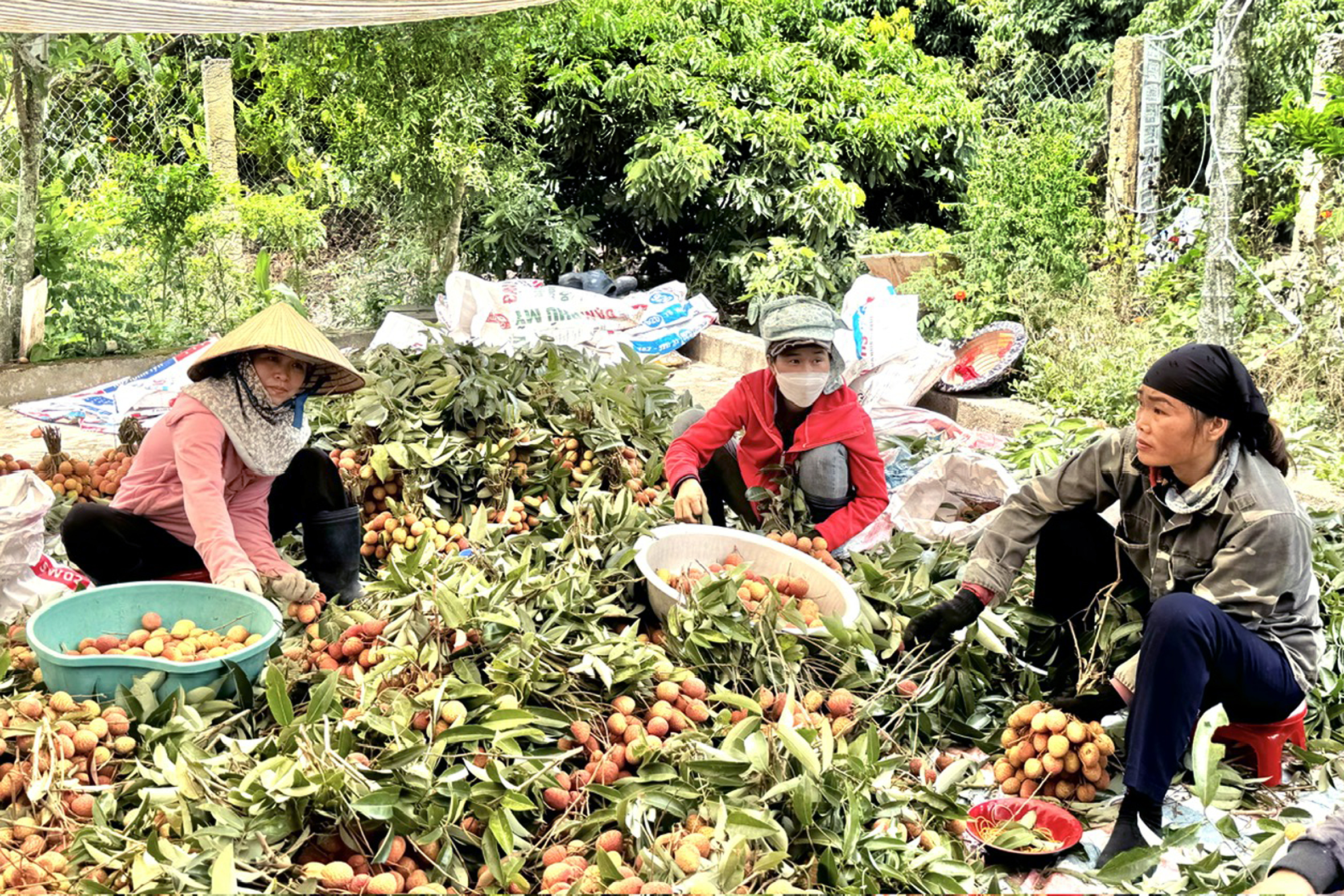 Trồng cây ra loại quả ngon, năng suất giảm 30%, sao nông dân Đắk Lắk vẫn "vui như Tết"?- Ảnh 2.