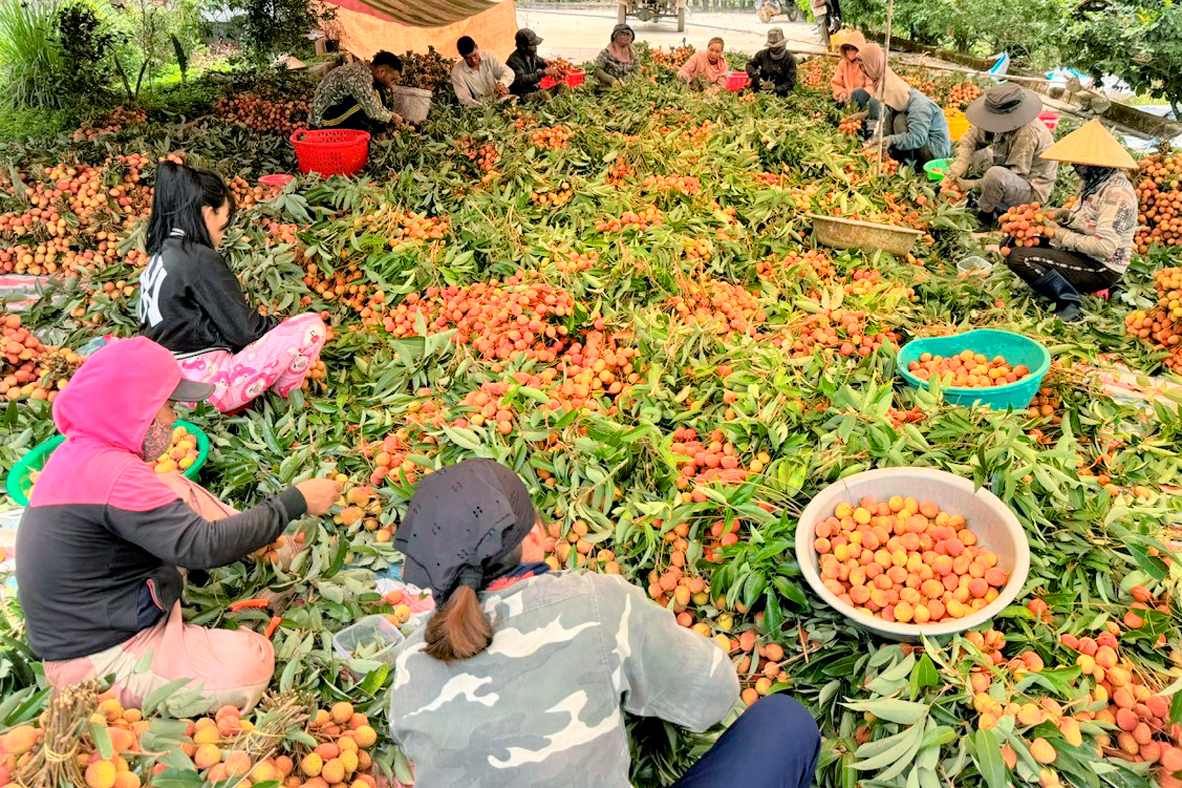 Trồng cây ra loại quả ngon, năng suất giảm 30%, sao nông dân Đắk Lắk vẫn "vui như Tết"?- Ảnh 5.