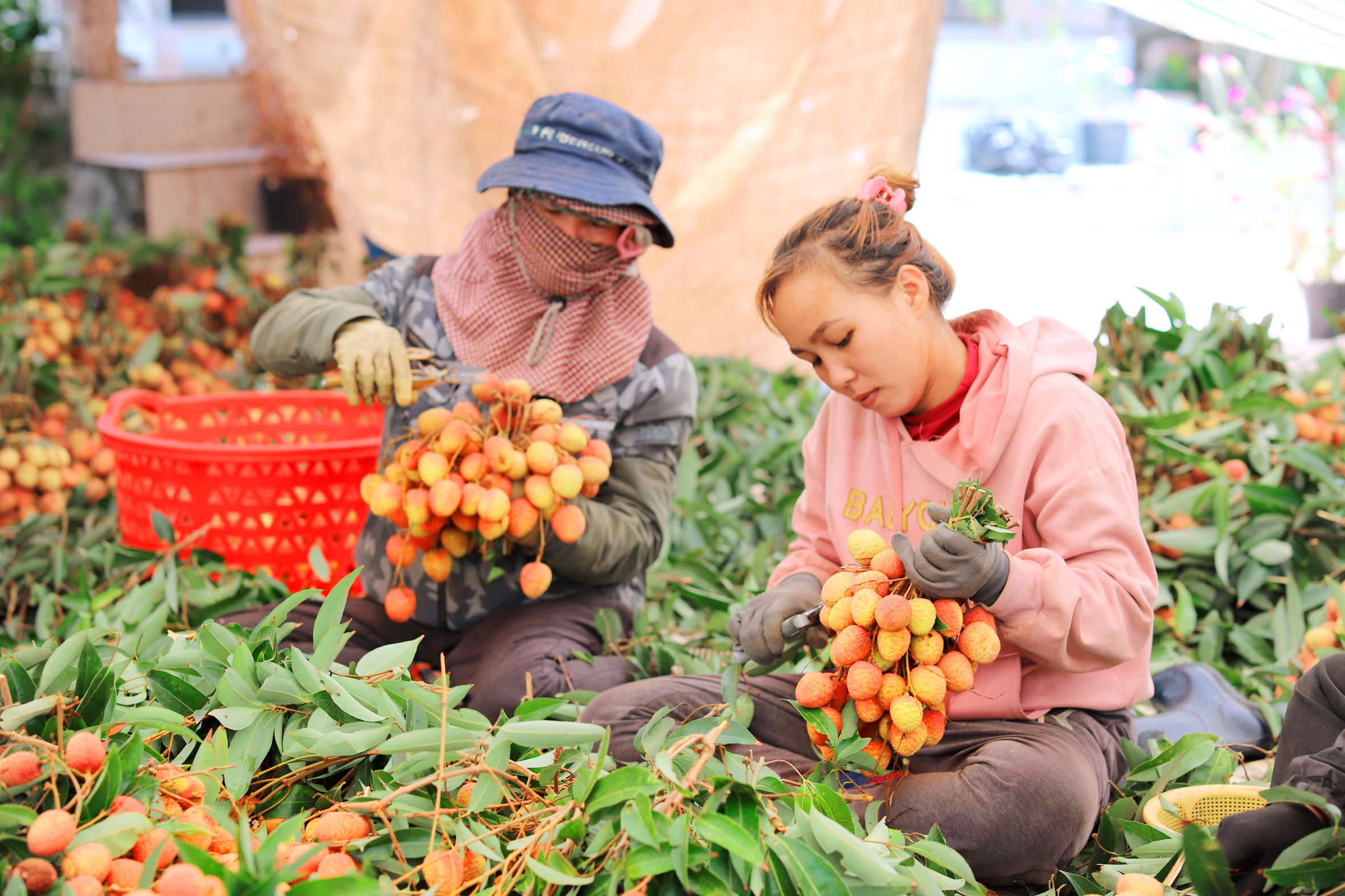Trồng cây ra loại quả ngon, năng suất giảm 30%, sao nông dân Đắk Lắk vẫn "vui như Tết"?- Ảnh 1.
