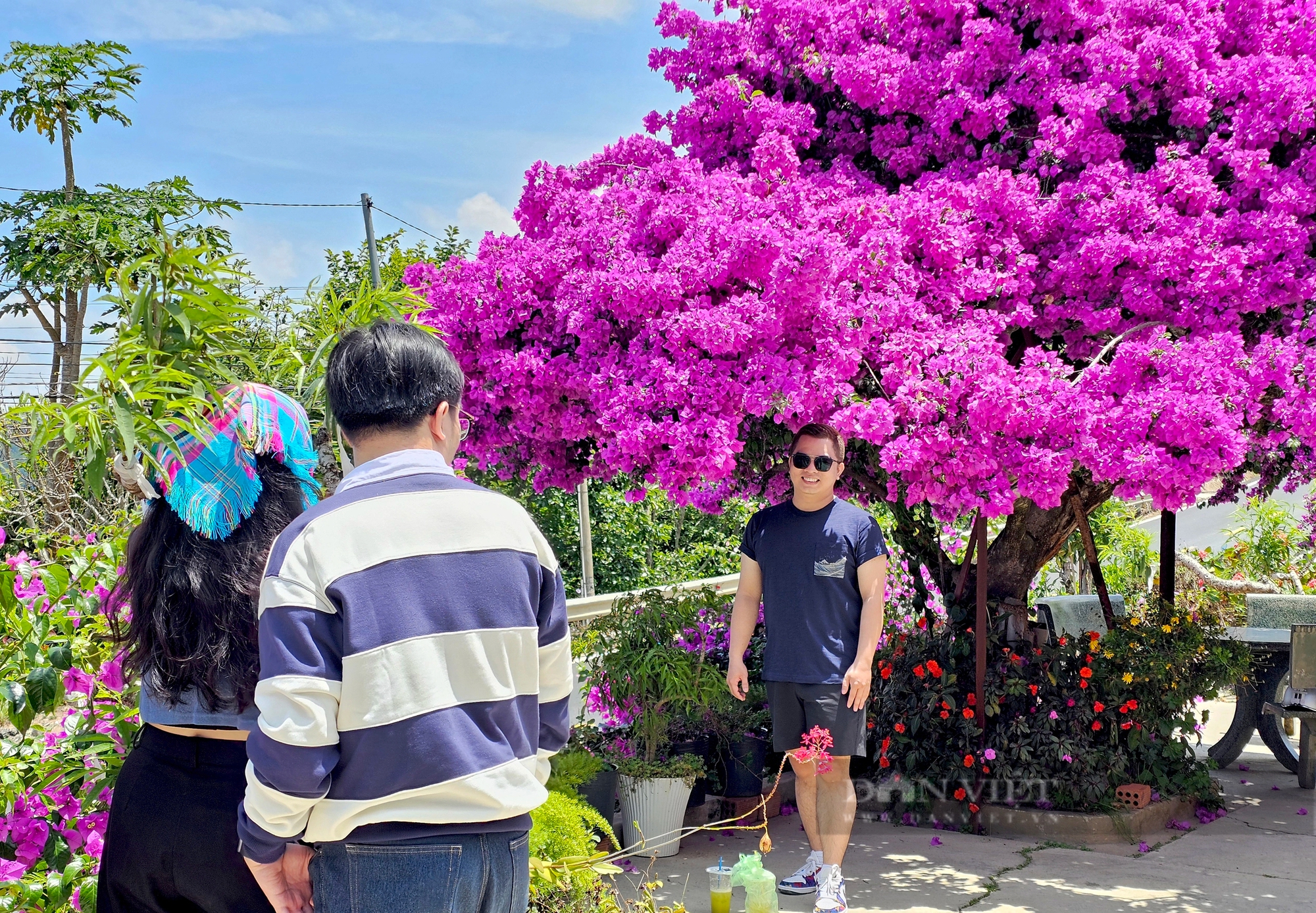 Cây hoa giấy hơn 30 năm tuổi cực đẹp ở Đà Lạt thu hút hàng trăm người chụp ảnh dịp cuối tuần- Ảnh 3.