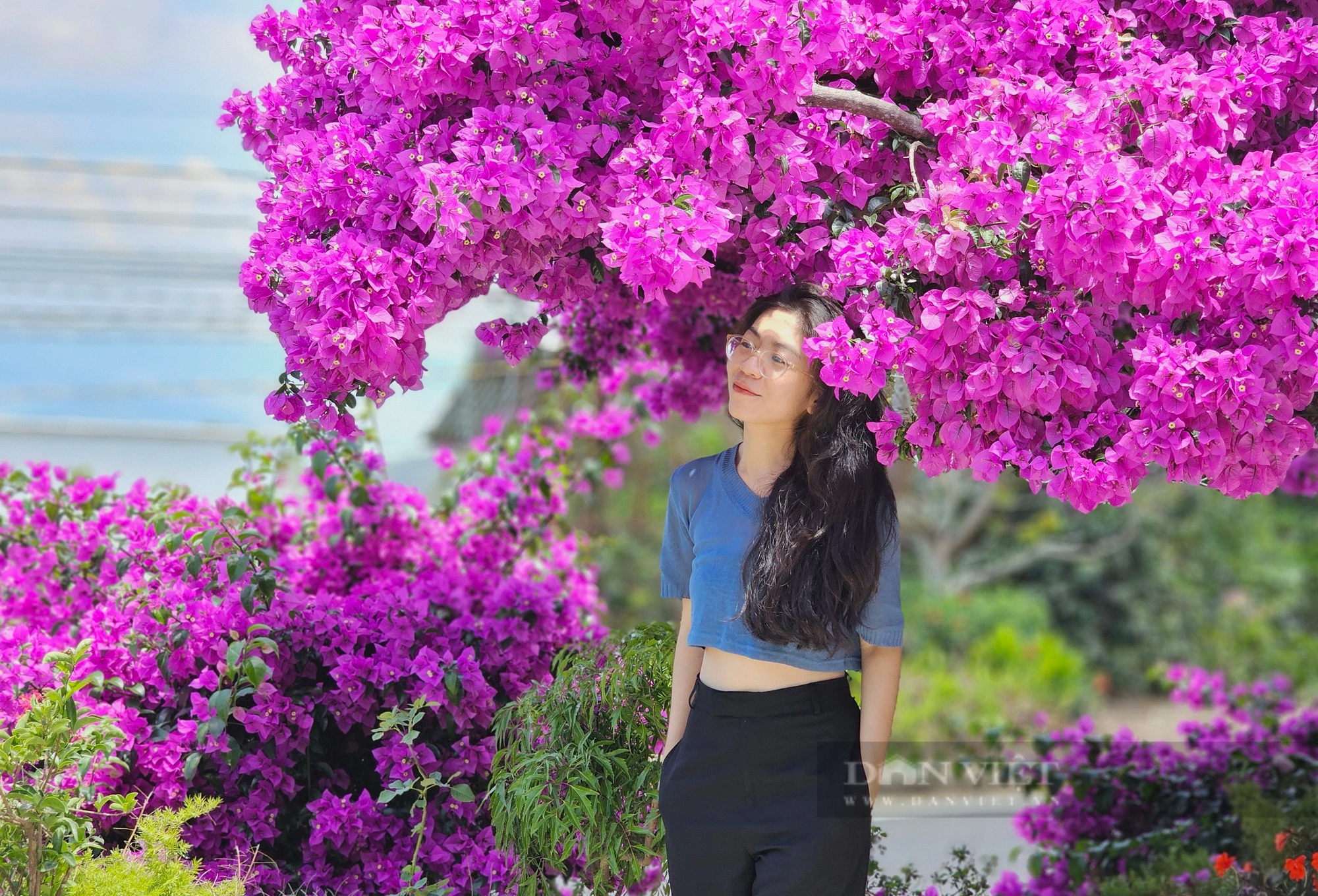 Cây hoa giấy hơn 30 năm tuổi cực đẹp ở Đà Lạt thu hút hàng trăm người chụp ảnh dịp cuối tuần- Ảnh 8.