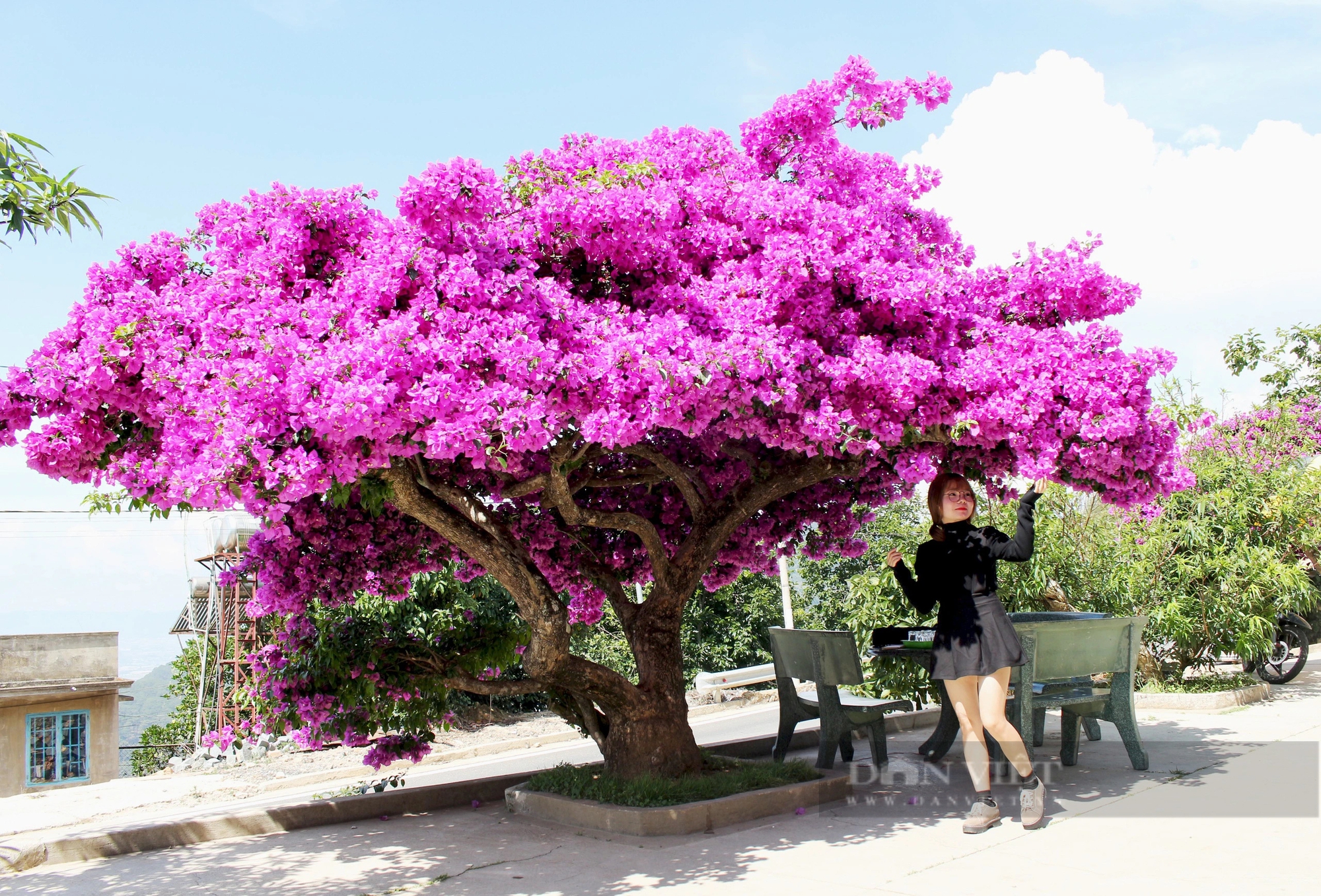 Cây hoa giấy hơn 30 năm tuổi cực đẹp ở Đà Lạt thu hút hàng trăm người chụp ảnh dịp cuối tuần- Ảnh 10.