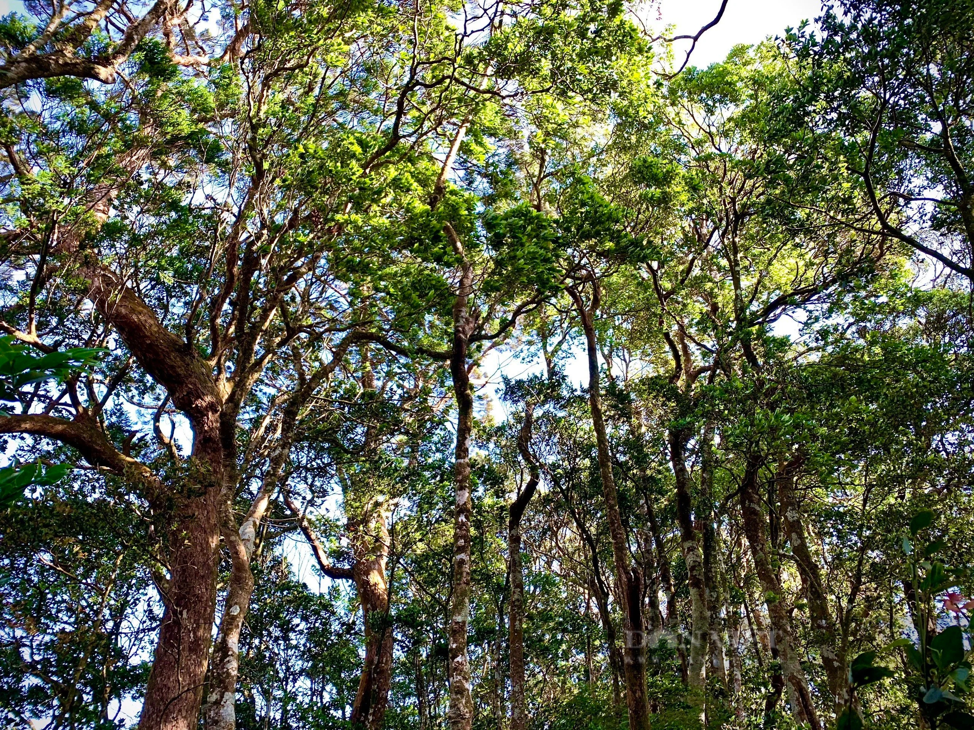 Khu rừng đẹp như phim ở Hà Tĩnh, cận cảnh chim cò bay rợp trời, vô số con động vật hoang dã- Ảnh 12.