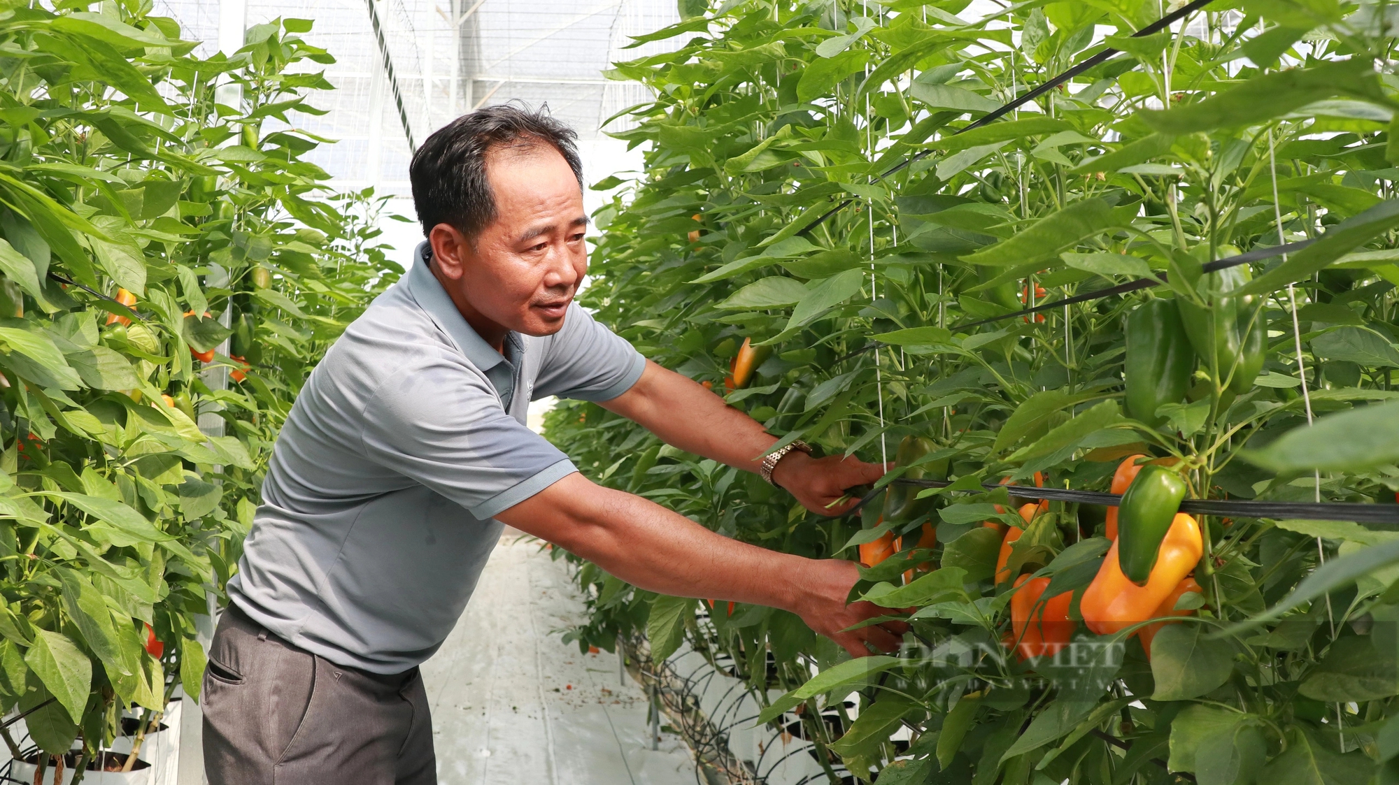 Trồng ớt tiêu chuẩn toàn cầu ở Lâm Đồng kiểu gì mà vườn tốt um, nông dân thu hàng trăm triệu?- Ảnh 1.