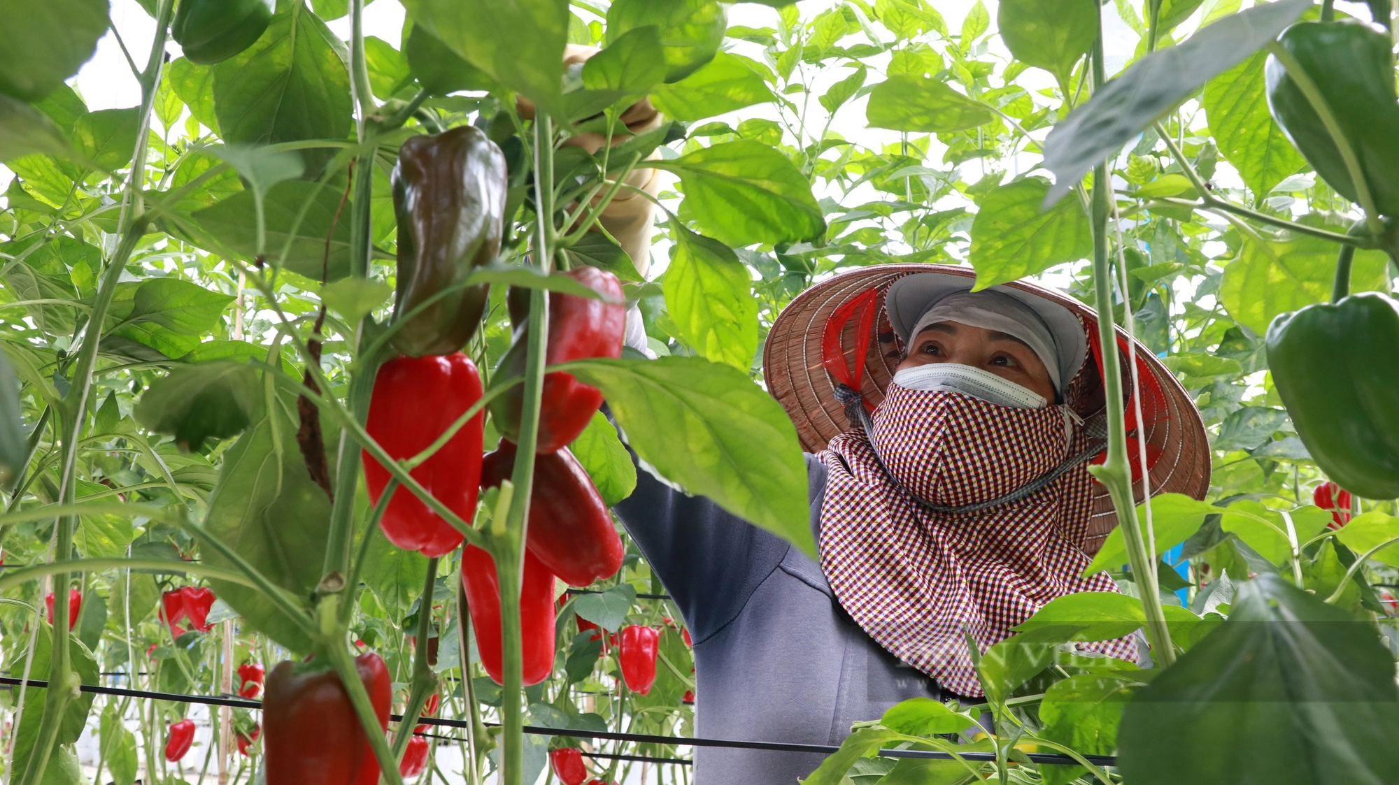 Trồng ớt tiêu chuẩn toàn cầu ở Lâm Đồng kiểu gì mà vườn tốt um, nông dân thu hàng trăm triệu?- Ảnh 2.
