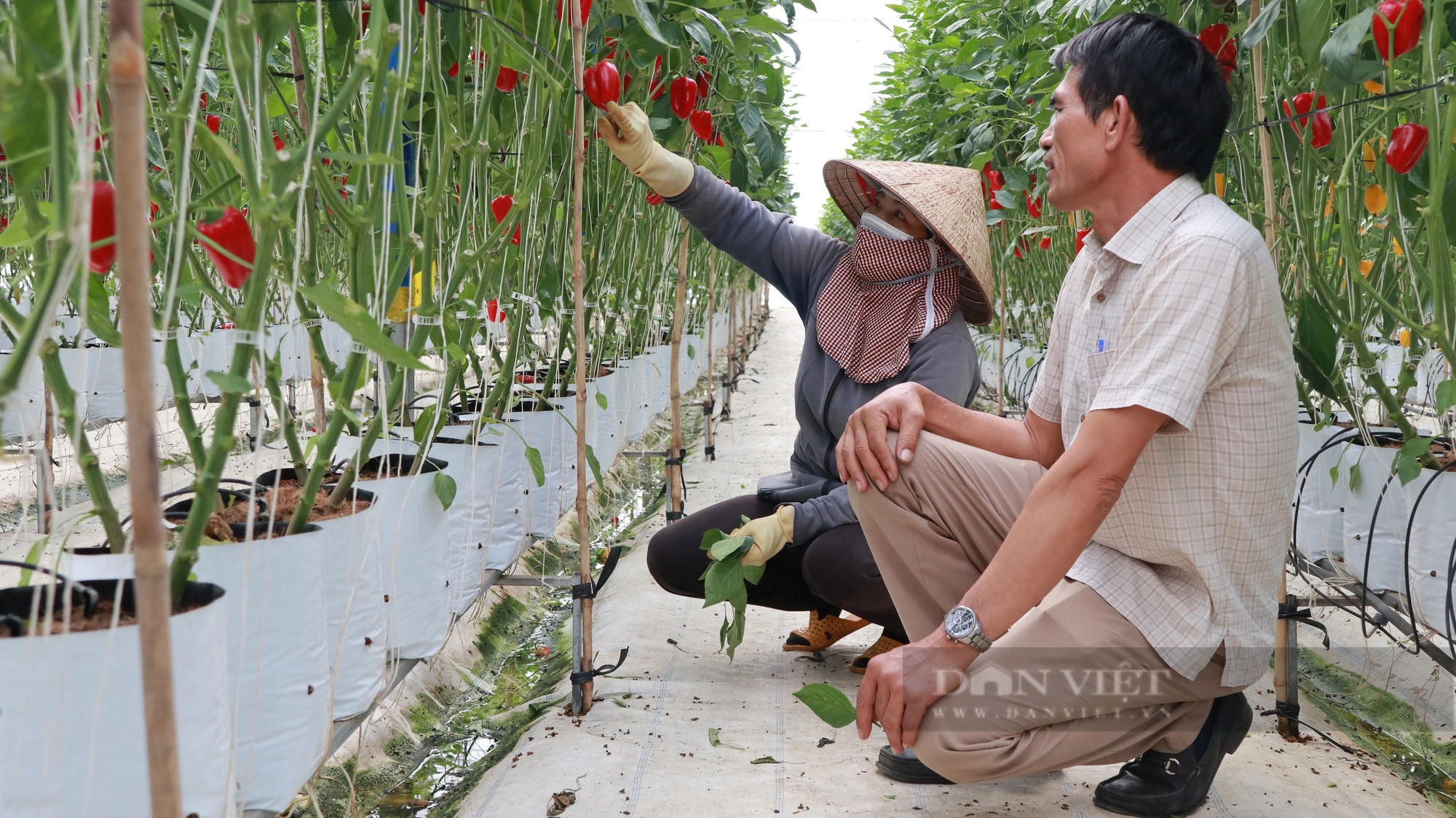 Trồng ớt tiêu chuẩn toàn cầu ở Lâm Đồng kiểu gì mà vườn tốt um, nông dân thu hàng trăm triệu?- Ảnh 3.