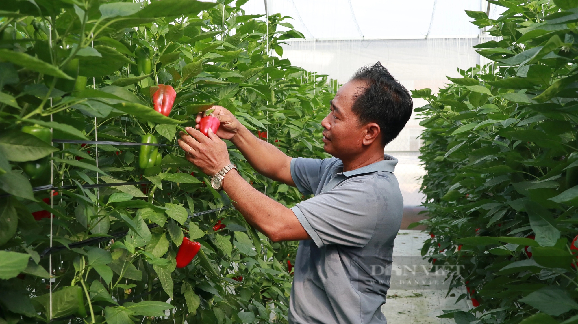 Trồng ớt tiêu chuẩn toàn cầu ở Lâm Đồng kiểu gì mà vườn tốt um, nông dân thu hàng trăm triệu?- Ảnh 4.