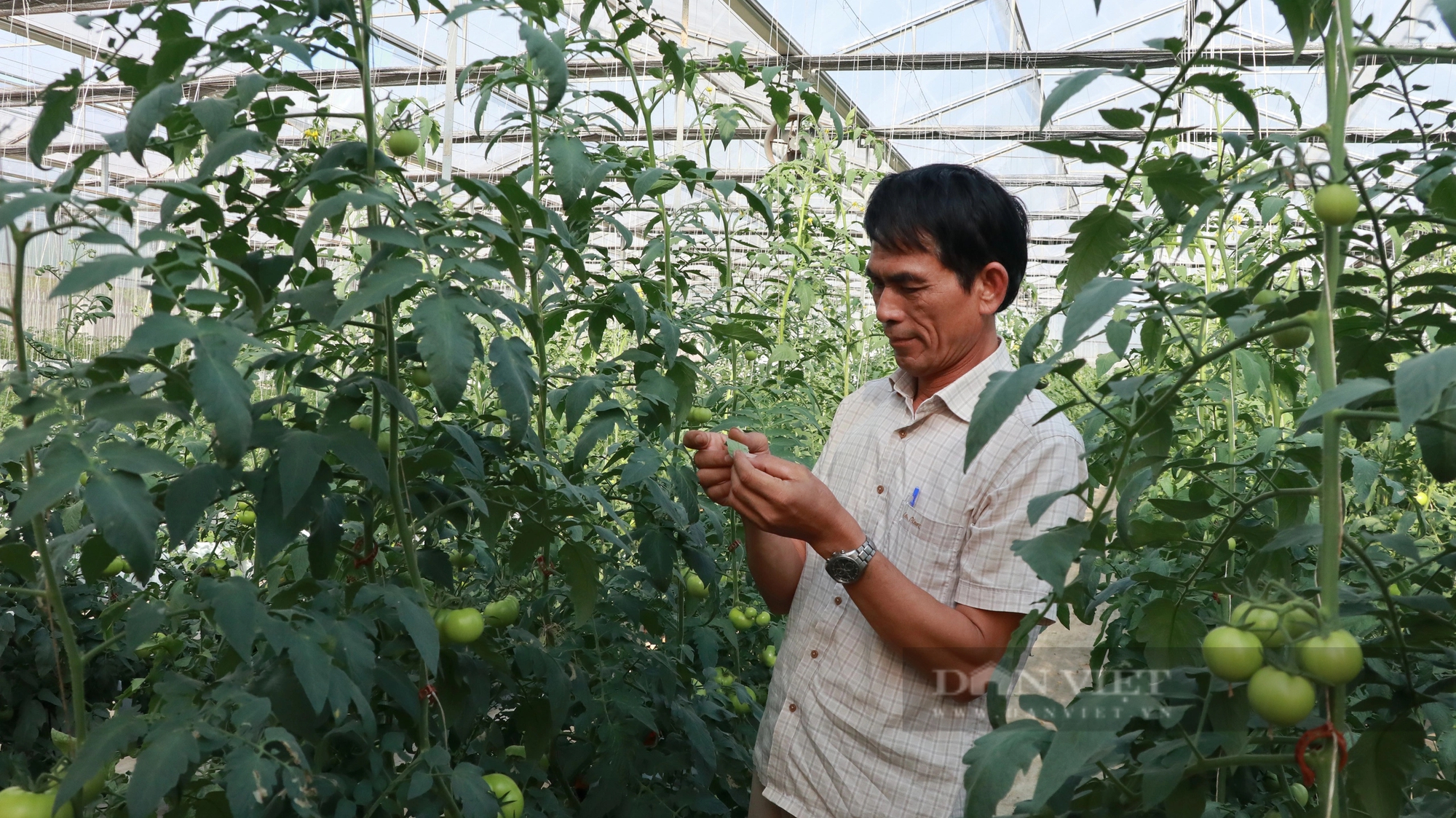 Trồng ớt tiêu chuẩn toàn cầu ở Lâm Đồng kiểu gì mà vườn tốt um, nông dân thu hàng trăm triệu?- Ảnh 6.
