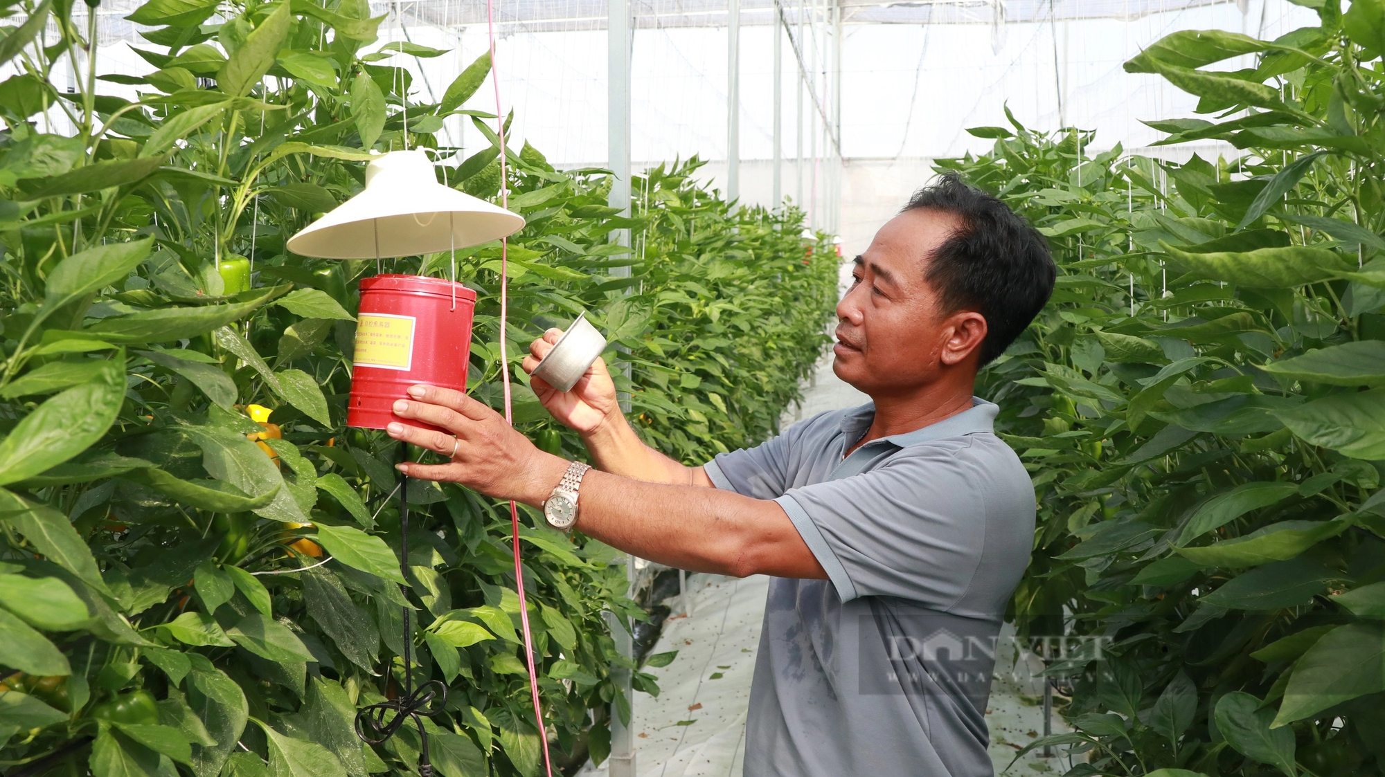 Trồng ớt tiêu chuẩn toàn cầu ở Lâm Đồng kiểu gì mà vườn tốt um, nông dân thu hàng trăm triệu?- Ảnh 8.