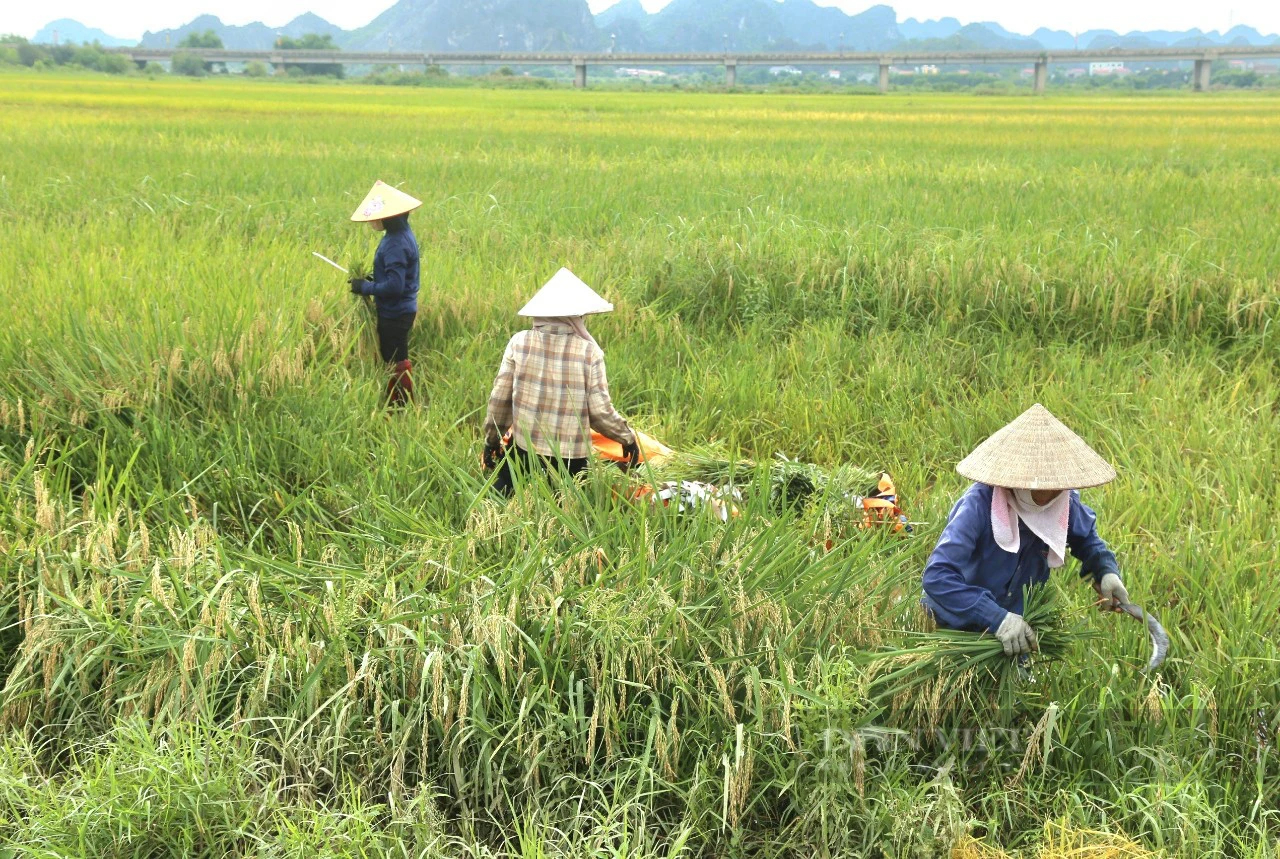 Nơi này ở Ninh Bình, vì sao nông dân trồng lúa đang áp dụng kiểu "xanh nhà hơn già đồng"?- Ảnh 4.
