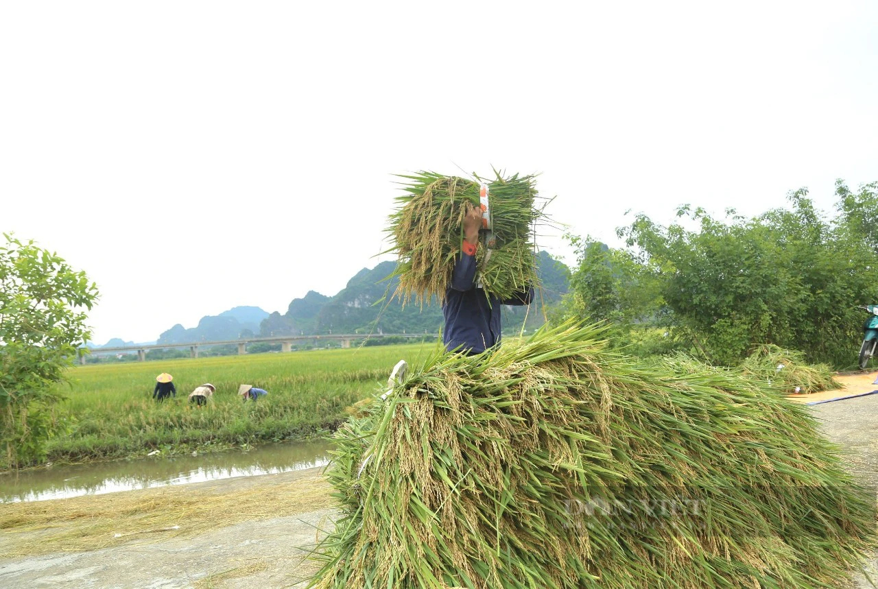 Nơi này ở Ninh Bình, vì sao nông dân trồng lúa đang áp dụng kiểu "xanh nhà hơn già đồng"?- Ảnh 5.