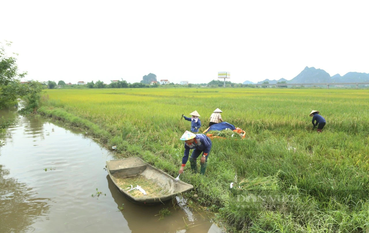 Nơi này ở Ninh Bình, vì sao nông dân trồng lúa đang áp dụng kiểu "xanh nhà hơn già đồng"?- Ảnh 2.