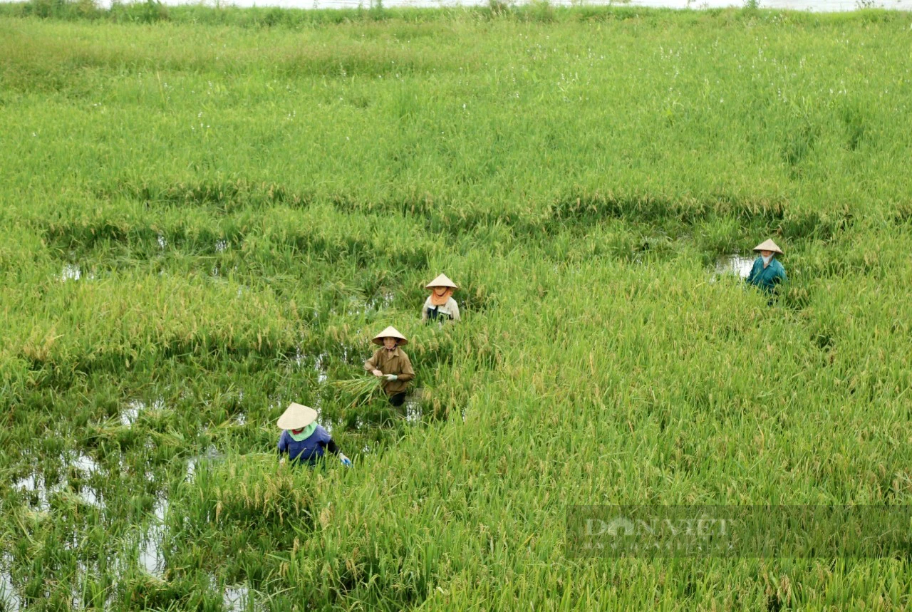 Nơi này ở Ninh Bình, vì sao nông dân trồng lúa đang áp dụng kiểu "xanh nhà hơn già đồng"?- Ảnh 3.