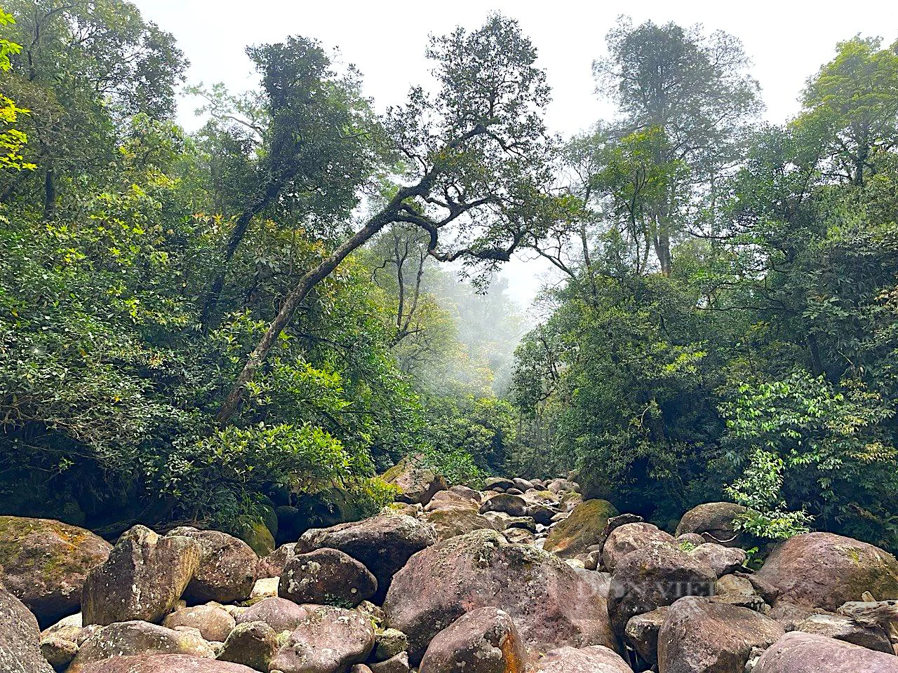 Khu rừng đẹp như phim ở Hà Tĩnh, cận cảnh chim cò bay rợp trời, vô số con động vật hoang dã- Ảnh 7.