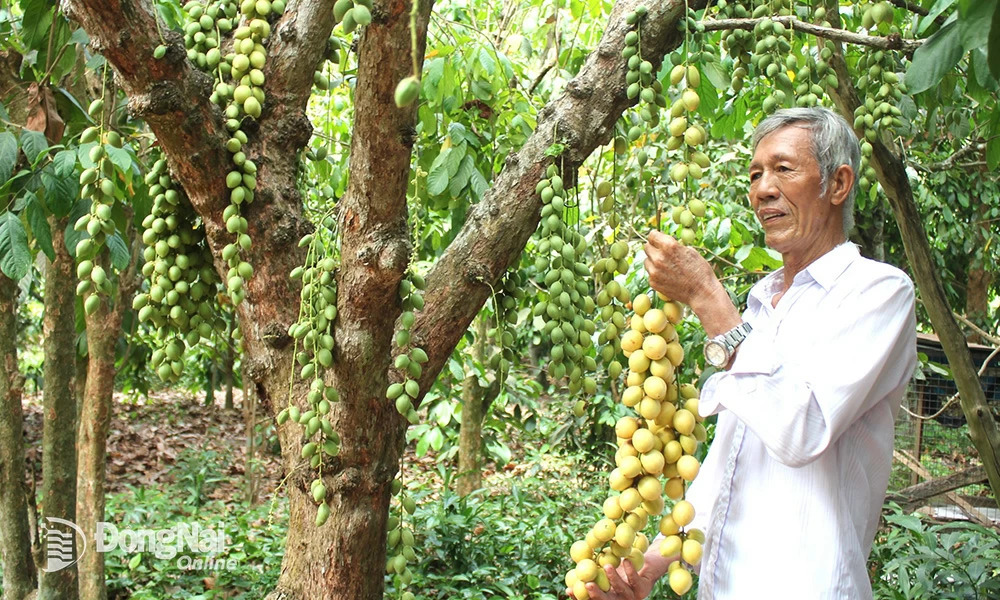 Vùng đất của tỉnh Đồng Nai có những vườn dâu da, trước chỉ trồng cho vui giờ thành đặc sản nổi tiếng- Ảnh 1.