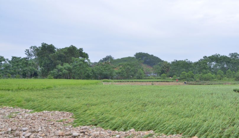 Thái Nguyên: Mưa dông khiến hàng chục hecta lúa đổ rạp, nhiều nhà dân bị tốc mái- Ảnh 1.