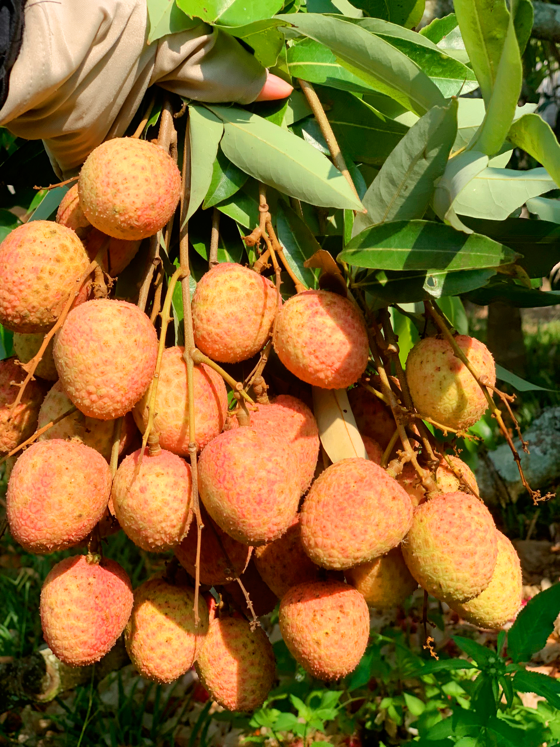 Trồng cây ra loại quả ngon, năng suất giảm 30%, sao nông dân Đắk Lắk vẫn "vui như Tết"?- Ảnh 3.
